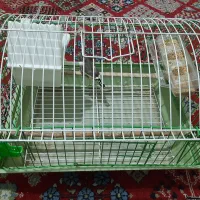 قفس پرنده نوو همراه یک فنچ  به همراه وسایل