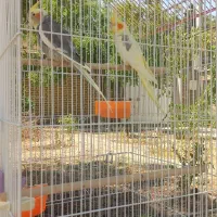 عروس هلندی طوطی ماده پروانه ای دو کت