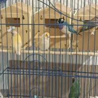 دوجفت فنچ گلدین با یک نر