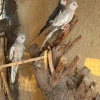 جفت عروس هلندی مولد