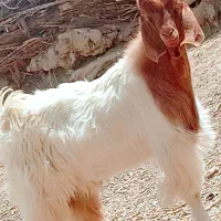 کهره نر