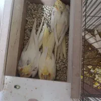 جوجه عروس هلندی