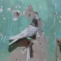 کبوتر