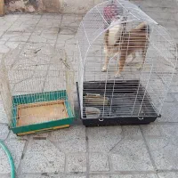 قفس بزرگ عروس هلندی وقفس مرغ عشق