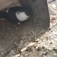 فروش کبوتر