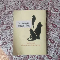 شیواوا|سگ|قزوین, |دیوار