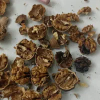 گردو با پوست کیلویی ۶۴۰ تومن