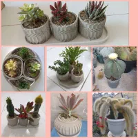 کاکتوس به عمده و خرده