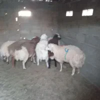 بره نر سفید