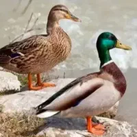 اوردک پکنی