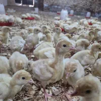 جوجه بوقلمون بیوتی از یک روزه تا پروار