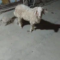 بره همون گوسفند بزرگ