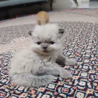 طوسی