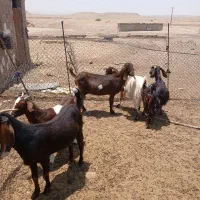 ۵ راس بز داشتی درجه یک