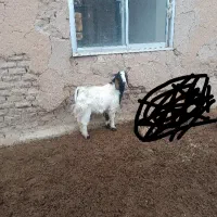 بز‌غاله‌دورگ‌پاکستانی‌برای‌کشتار‌چاق