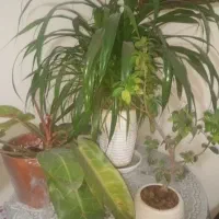 تعدادی گل و گلدان فروشی