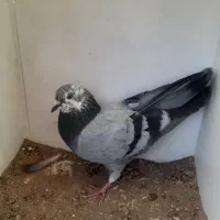 کبوتر پرشی