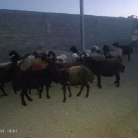 23راس کاور تقلی فشاری اصل جنس