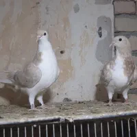 جوجه ساده هفترنگ