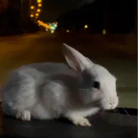 خرگوش ماده