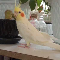 عروس هلندی نر