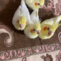 عروس هلندی