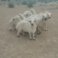 سلام خسته نباشید 11 عدد کاور