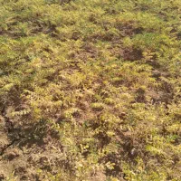 دسکنه نخود دارم کارگر