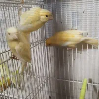 چهار عدد قناری رد فاکتور وموزایکی