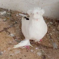 کبوتر نقش همه مدل
