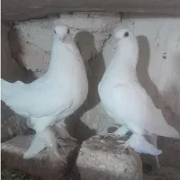 کبوتر
