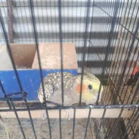 عروس هلندی جوجه و ماده بالغ