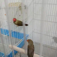فنچ ستاره ای درجه یک