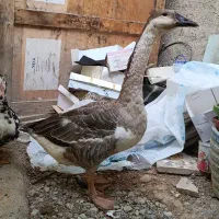 قو غاز بزرگ و سایلنت زیر قیمت