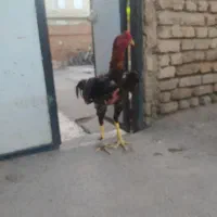 خروس لاری ۱۱ماهه