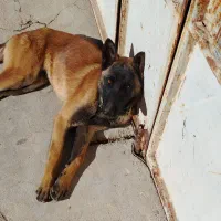 توله مالینیوز.. 15تومن