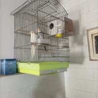 عروس هلندی ومرغ عشق