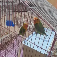 طوطی بریزلی فروشی یک جفت بدون قفس
