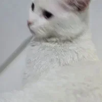 گربه سفید خانگی