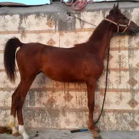 کره ماده ۱۰ماهه شجره دار