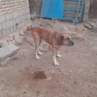 واگذاری سگ