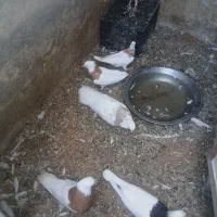 سلام چند عدد کبوتر طوقی نسل دار