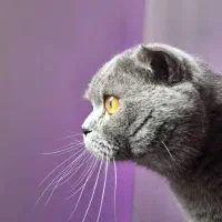 جفت گیری گربه