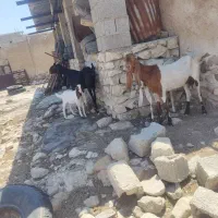 بز گلابی زیر گلو دار و دو کهره گلابی اصل