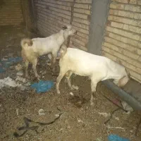 گوسفند
