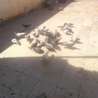 پرشی