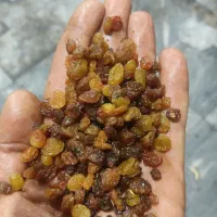 انواع کشمش