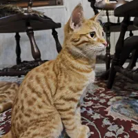 واگذاری بچه گربه رایگان