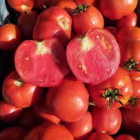 گوجه|خوردنی و آشامیدنی|ارومیه, |دیوار