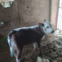 گوساله ماده معاوضه با بز پاکستانی